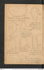 Seite 34, Tagebuch "Diluvium | Getzersdorf | Statzendorf | Willendorf | Mießling-Tal | Höhlen in Kremstal" (NHMW-PRAE-BBB-04)